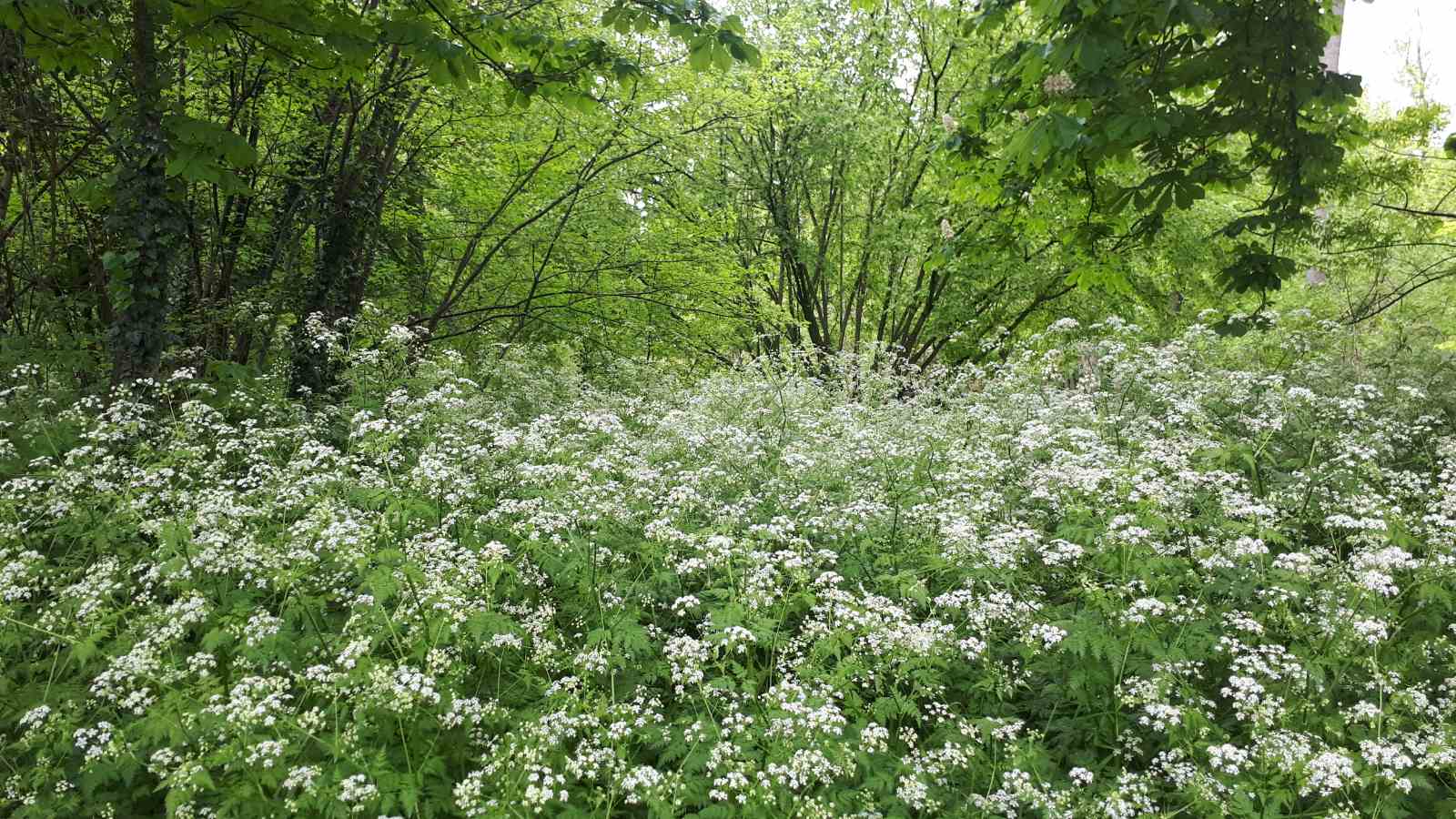 Sous-bois au printemps